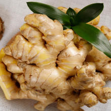 Best Selling Fresh Ginger Export to South Asia