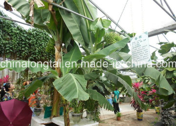 PP Fibrillated Banana Tying Twine for Plantation