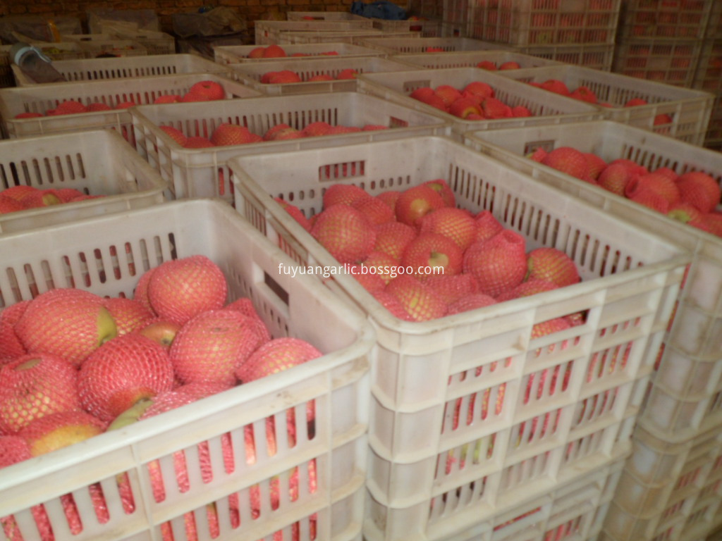 qinguan apple from China