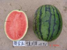 F1 hybrid seedless watermelon seeds