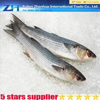 200-300g frozen mullet fish,red mullet,mullet roe