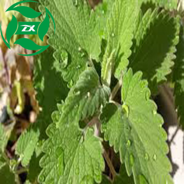 Óleo orgânico Nepeta de alto grau Llabel