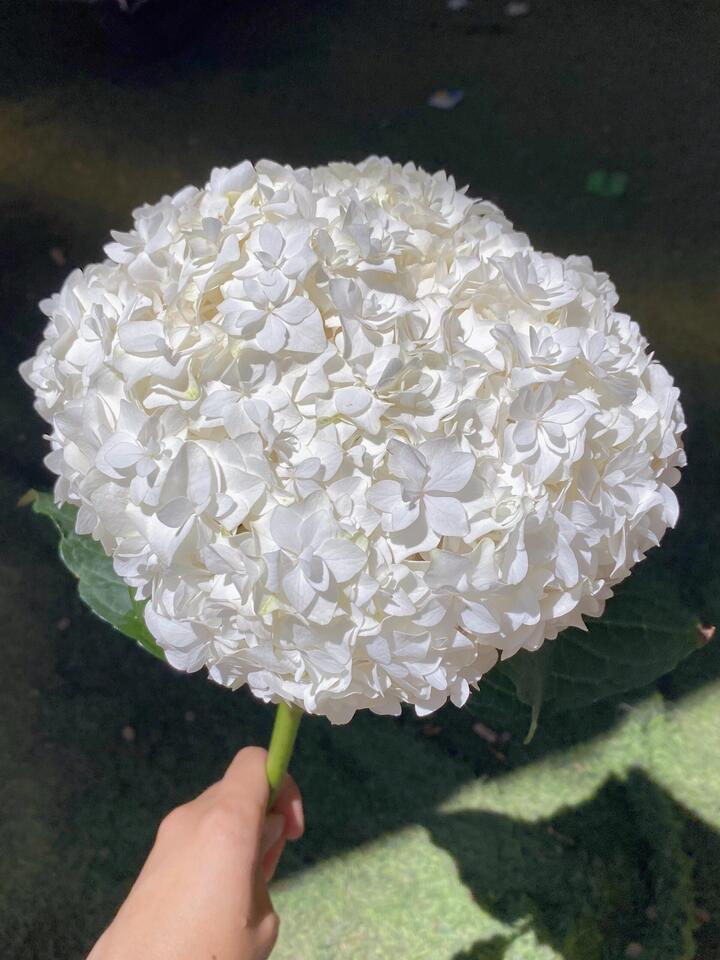 ডাবল হোয়াইট হাইড্রেঞ্জা Double White Hydrangea