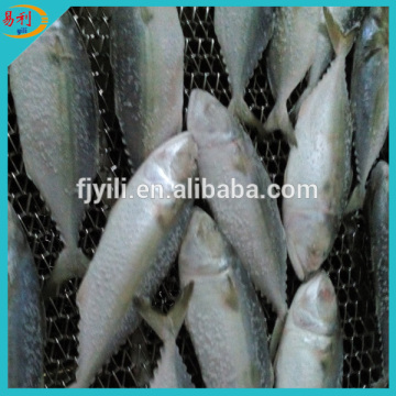 Wholesale fresh indian mackerel fish IQF