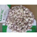 Hot Sale 2019 Knoblauch