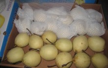 Fresh Chinese Ya Pear (36.40.44.48)