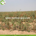 Factory Supply Fruit Nutrition Anti Tumor Goji Berries