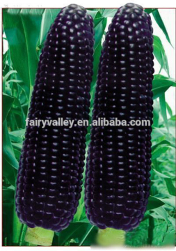 2016 Hybrid purple corn seeds For Growing-Zi Yu
