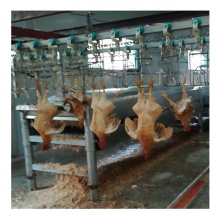 1000bph Poultry Chicken Slaughtering and Processing Line Equipment