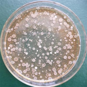 Bacillus Subtilis for probiotic