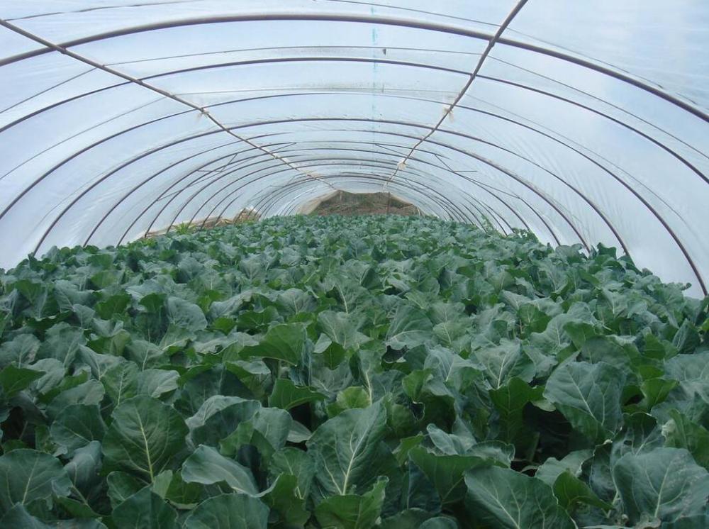 Clear Plastic Single Layer Greenhouse