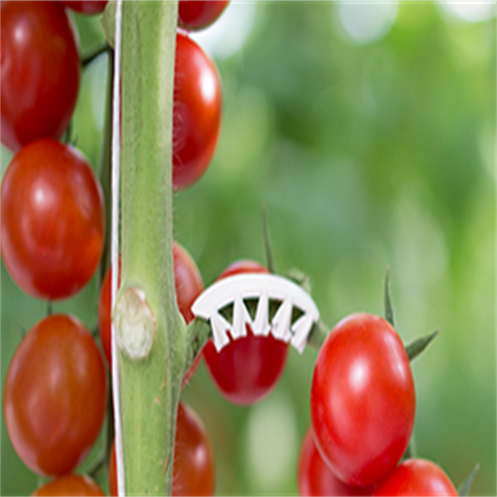 Plastic Tomato Hook For Supporting Vegetables