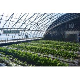 Germkirina rojê ji bo Greenhouse