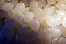 100% Biodegradable Polycaprolactone PCL