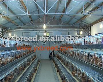 4 tiers layer chicken cages