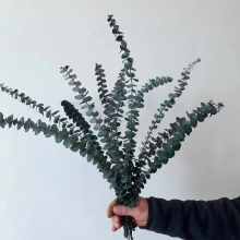 2023 Hot Sale Dried Eucalyptus Stems Bouquets with Preserved Eucalyptus Leaves