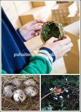 Bird nest pocket