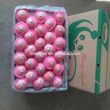 Hot sale Fresh Fuji Apple small sizes