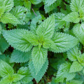 2% nettle extract contains silicone powder