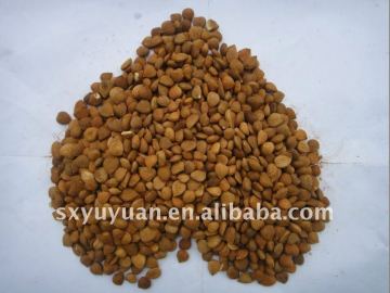 Chinese Bitter apricot