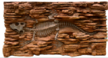 Simulated Dinosaur Fossil PU Background