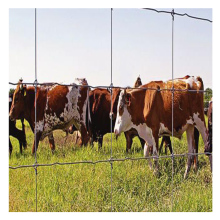 Best Price Hog Wire Mesh Field Fencing