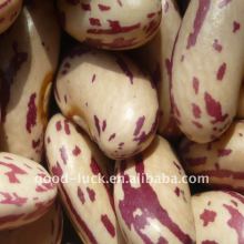 High quality light speckled kidney beans