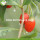 New Wholesale Dried Low Pesticide Goji Berries