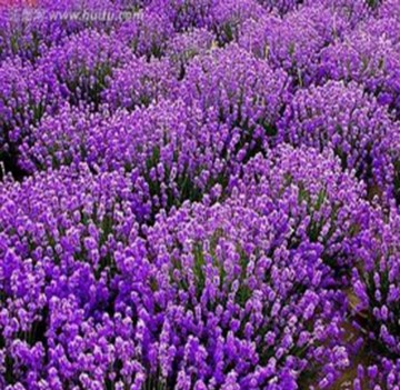 Chinese Wholesale Health Lavendar Tea