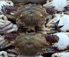 Cheap price whole frozen blue swimming crab