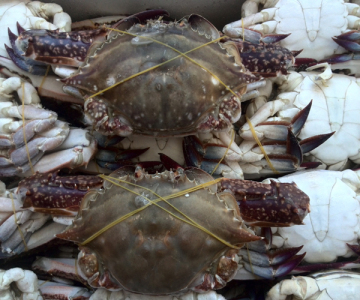 Cheap price whole frozen blue swimming crab