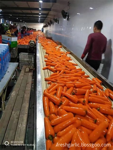 Crop 2019 Carrot