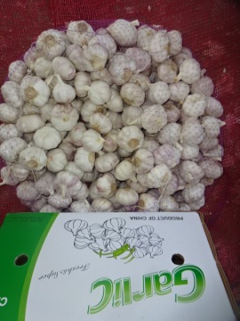 Export Standard New Fresh Normal White Garlic