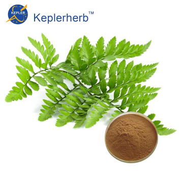 PolypodiuM Extract Powder Großhandel