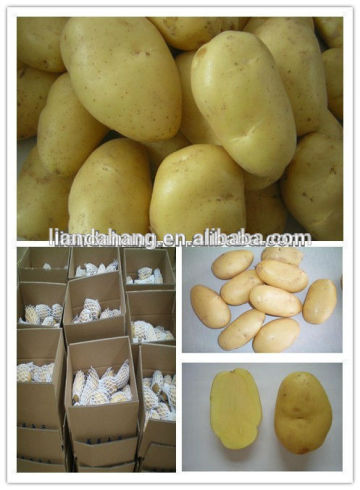 Certified HALAL/ GAP Potatoes & Vegetable