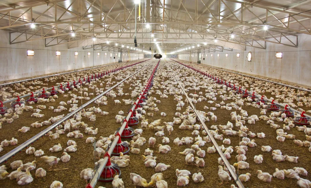Unique Designing with 270 Degrees Lighting Distribution Poultry LED for Poultry Farm