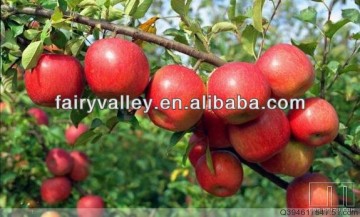 Honeycrisp apple trees seeds for sale/Growing apple tree from seed/Fuji apple tree seeds for growing
