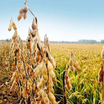 Erbicida agrochimico per riso Dicamba 98%