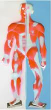 Sculpture model of muscle system