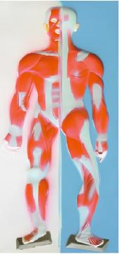 Sculpture model of muscle system