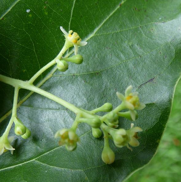 Aceite esencial de Ravensara a granel al por mayor para aromaterapia