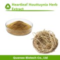 Heartleaf Houttuynia Herb-Extraktpulver 10: 1