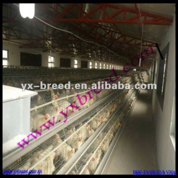 Chinese design quail cage design