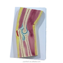 Artificial Human Knee Joint and Skeletal Anatomical Model