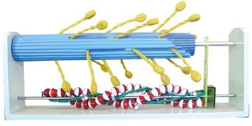 Molecular Structure and Contraction Change Model of Skeletal Muscle (Part 1)