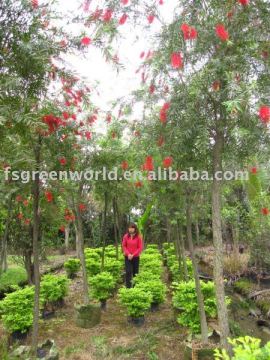 Weeping Bottlebrush trees