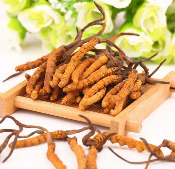Bulk cordyceps militaris extract powder?