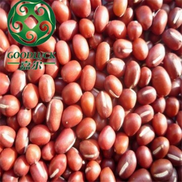 Organic red,Adzuki Beans,Wholesale,Reasonable Prices