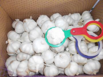 The best export grade fresh pure white garlic