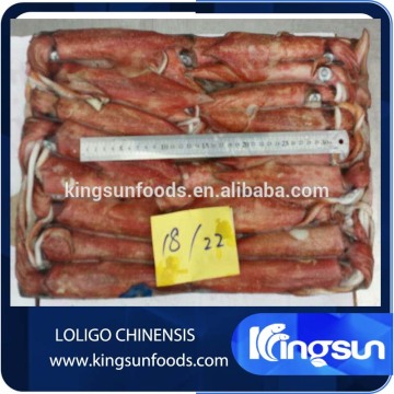 Frozen Loligo Chinensis